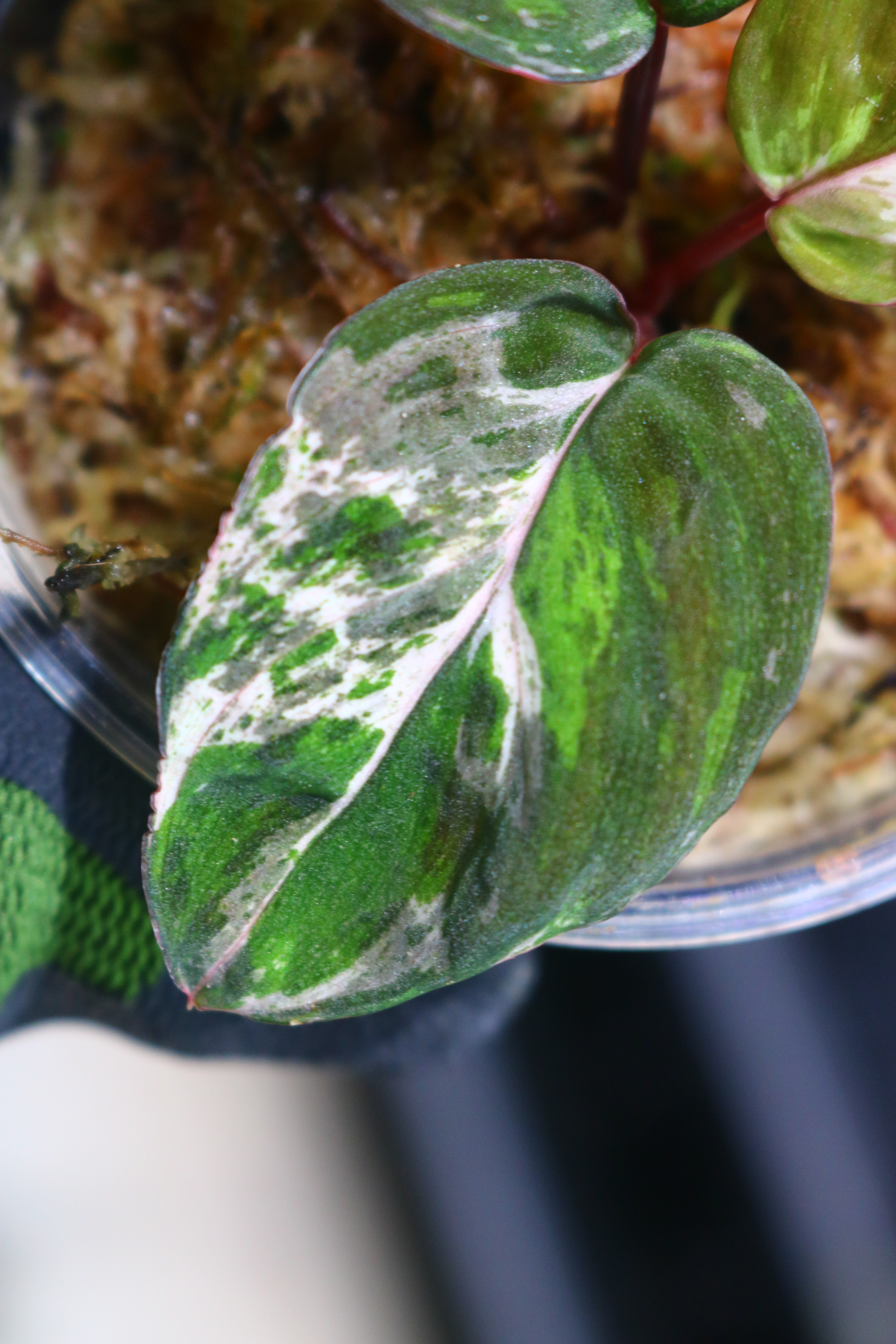 🦍-TGK-r20806lh-🦍/ホマロメナ斑入り/TGK輸入便 Homalomena sp. variegated from Kalimantan Barat Nanga Mahap - 画像 (5)