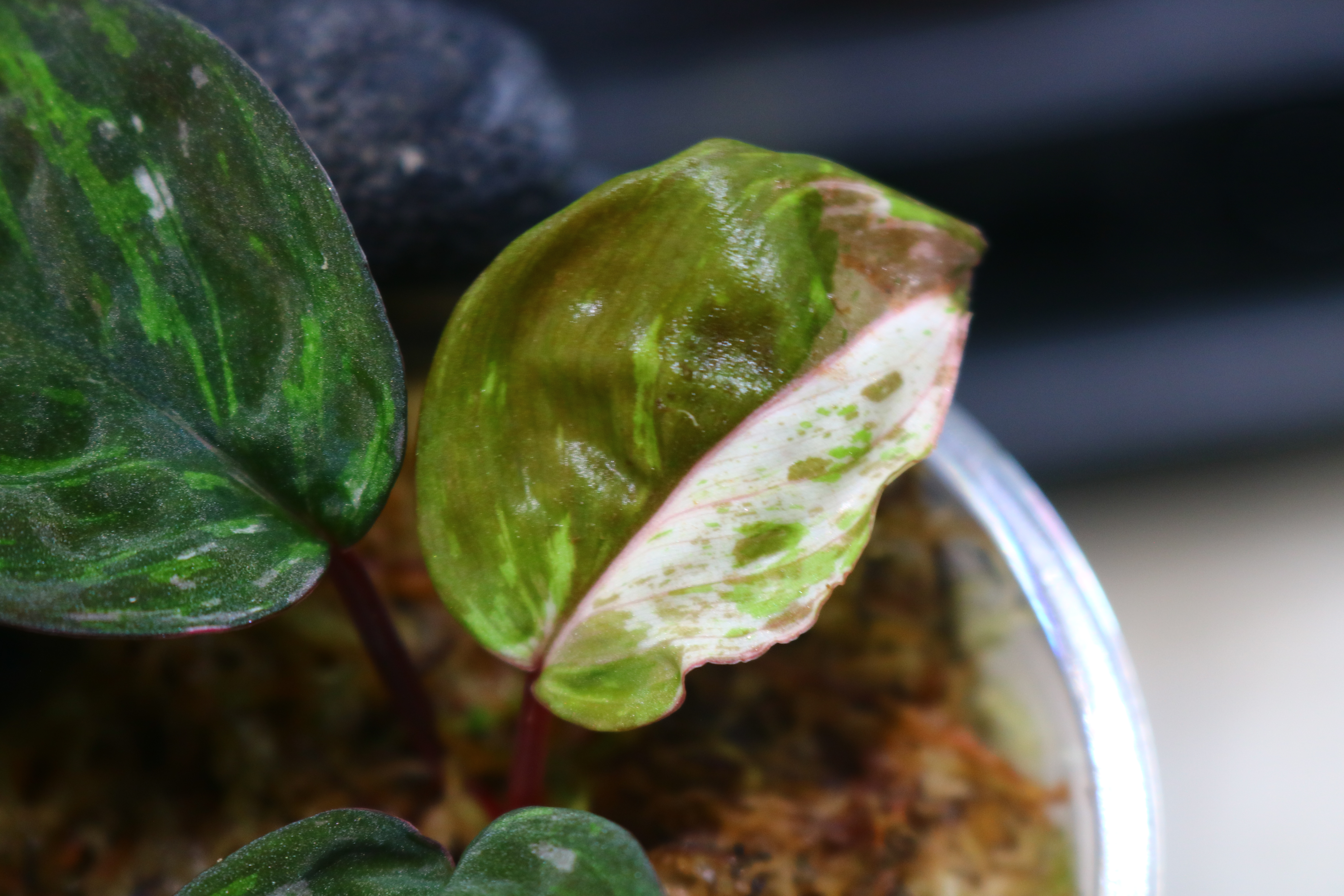 🦍-TGK-r20806lh-🦍/ホマロメナ斑入り/TGK輸入便 Homalomena sp. variegated from Kalimantan Barat Nanga Mahap - 画像 (6)