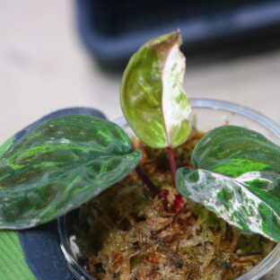 🦍-TGK-r20806lh-🦍/ホマロメナ斑入り/TGK輸入便 Homalomena sp. variegated from Kalimantan Barat Nanga Mahap