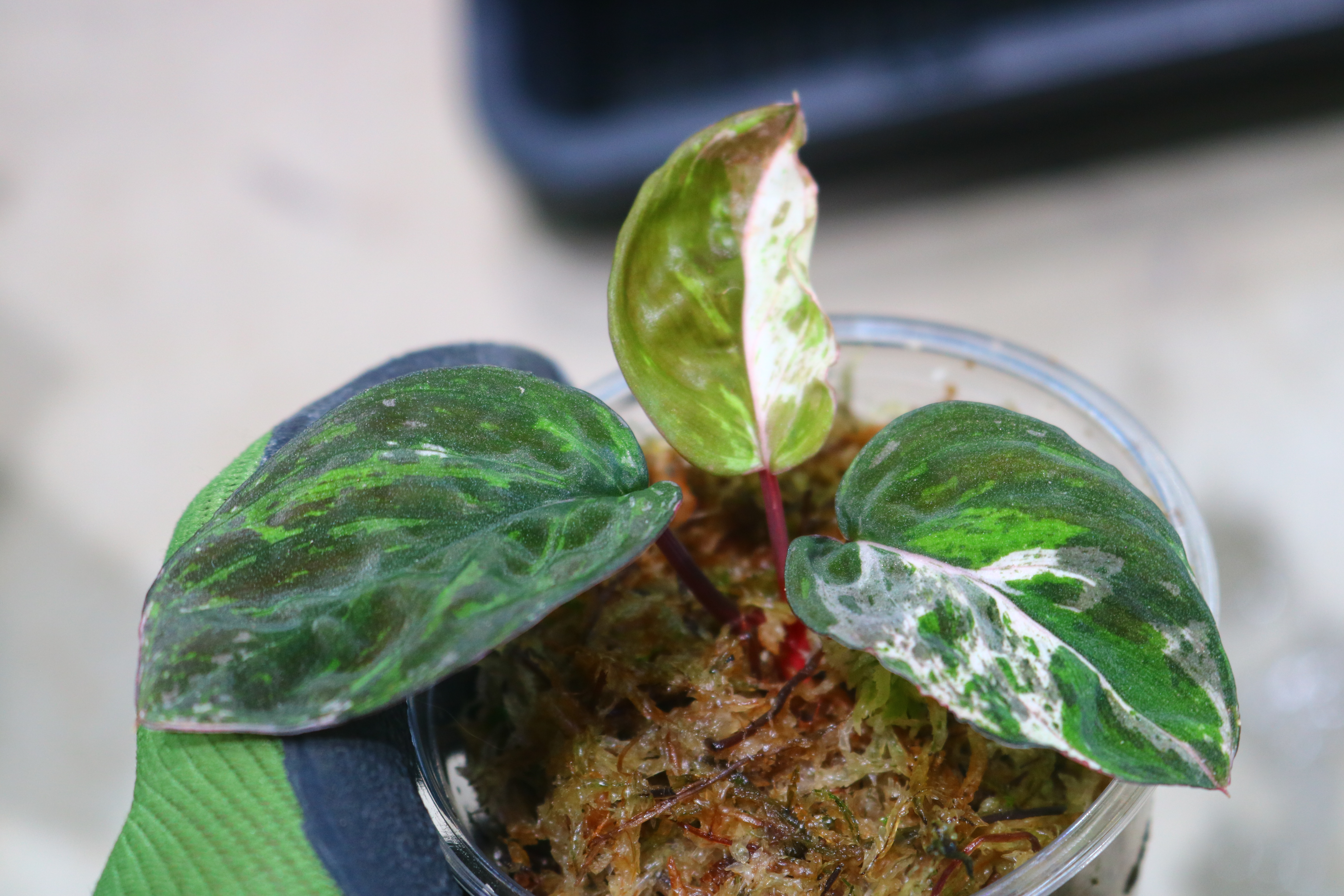 🦍-TGK-r20806lh-🦍/ホマロメナ斑入り/TGK輸入便 Homalomena sp. variegated from Kalimantan Barat Nanga Mahap