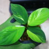 🦍-TGK-r50827lh-  🦍 / Homalomena sp. 'Chamaecladon Clade' variegated from  Sumatera Utara / ホマロメナ斑入り - 画像 (2)