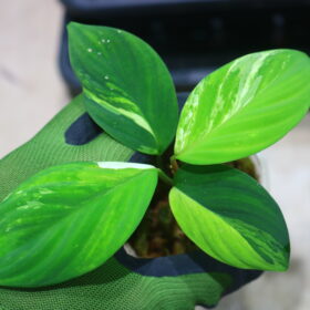 🦍-TGK-r50827lh-  🦍 / Homalomena sp. 'Chamaecladon Clade' variegated from  Sumatera Utara / ホマロメナ斑入り