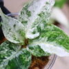 Aglaonema picutum variegated from Aceh Sumatra 🦍-TGK-RIIX0048LH-🦍  / アグラオネマピクタム斑入り/TGK輸入便 - 画像 (4)