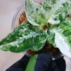 Aglaonema picutum variegated from Aceh Sumatra 🦍-TGK-RIIX0048LH-🦍  / アグラオネマピクタム斑入り/TGK輸入便 - 画像 (3)