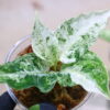Aglaonema picutum variegated from Aceh Sumatra 🦍-TGK-RIIX0048LH-🦍  / アグラオネマピクタム斑入り/TGK輸入便 - 画像 (2)