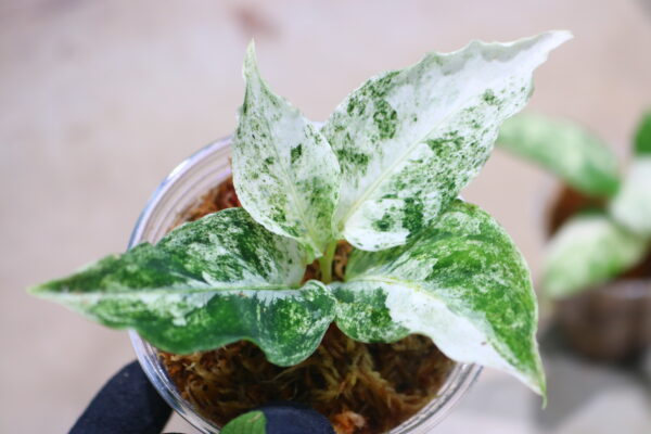 Aglaonema picutum variegated from Aceh Sumatra 🦍-TGK-RIIX0048LH-🦍  / アグラオネマピクタム斑入り/TGK輸入便