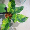 🦍-TGK-r70626-  🦍 Philodendron 'Caramel Marble Fire Tiger' - 画像 (2)