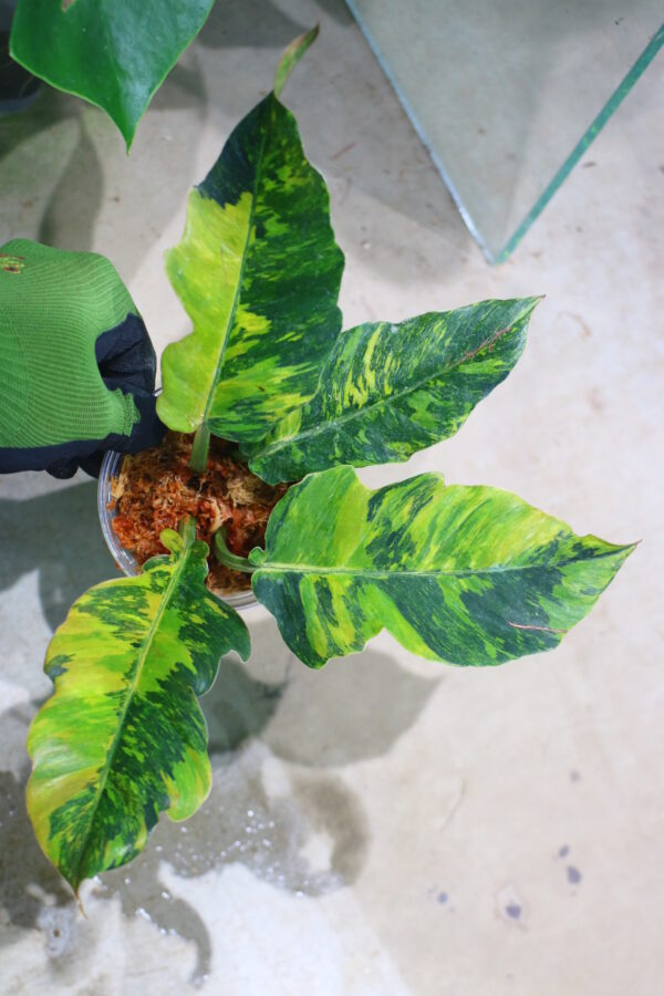 🦍-TGK-r70626-  🦍 Philodendron 'Caramel Marble Fire Tiger'