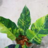 🦍-TGK-r70626-  🦍 Philodendron 'Caramel Marble Fire Tiger' - 画像 (3)