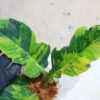 🦍-TGK-r70626-  🦍 Philodendron 'Caramel Marble Fire Tiger' - 画像 (5)
