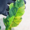 🦍-TGK-r70626-  🦍 Philodendron 'Caramel Marble Fire Tiger' - 画像 (6)