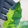 🦍-TGK-r70626-  🦍 Philodendron 'Caramel Marble Fire Tiger' - 画像 (7)