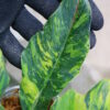 🦍-TGK-r70626-  🦍 Philodendron 'Caramel Marble Fire Tiger' - 画像 (4)