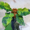 🦍-TGK-r70626-  🦍 Philodendron 'Caramel Marble Fire Tiger' - 画像 (8)