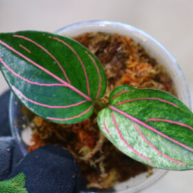 🦍 -TGK-r40223lh- 🦍 Aglaonema rotundum variegated from Sumatera Utara / アグラオネマ ロツンダム 斑入り