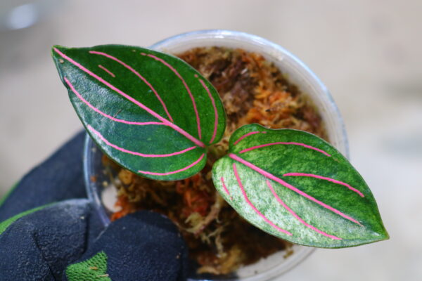 🦍 -TGK-r40223lh- 🦍 Aglaonema rotundum variegated from Sumatera Utara / アグラオネマ ロツンダム 斑入り