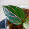 🦍 -TGK-r40223lh- 🦍 Aglaonema rotundum variegated from Sumatera Utara / アグラオネマ ロツンダム 斑入り - 画像 (3)