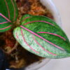 🦍 -TGK-r40223lh- 🦍 Aglaonema rotundum variegated from Sumatera Utara / アグラオネマ ロツンダム 斑入り - 画像 (4)