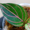 🦍 -TGK-r40223lh- 🦍 Aglaonema rotundum variegated from Sumatera Utara / アグラオネマ ロツンダム 斑入り - 画像 (5)