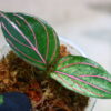 🦍 -TGK-r40223lh- 🦍 Aglaonema rotundum variegated from Sumatera Utara / アグラオネマ ロツンダム 斑入り - 画像 (6)