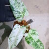 🦍-TGK-r50404-🦍/ Philodendron 'Emerald Ice'/フィロデンドロン エメラルド アイス - 画像 (2)