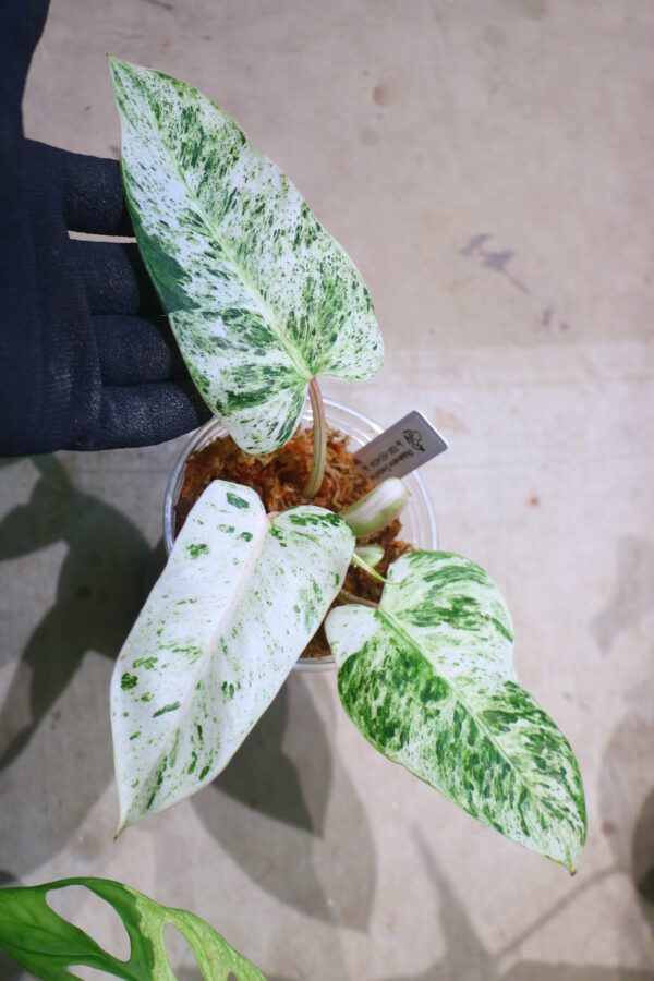 🦍-TGK-r50404-🦍/ Philodendron 'Emerald Ice'/フィロデンドロン エメラルド アイス