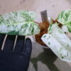 🦍-TGK-r50404-🦍/ Philodendron 'Emerald Ice'/フィロデンドロン エメラルド アイス - 画像 (3)