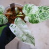 🦍-TGK-r50404-🦍/ Philodendron 'Emerald Ice'/フィロデンドロン エメラルド アイス - 画像 (4)