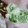 🦍-TGK-r50404-🦍/ Philodendron 'Emerald Ice'/フィロデンドロン エメラルド アイス - 画像 (7)