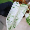 🦍-TGK-r50404-🦍/ Philodendron 'Emerald Ice'/フィロデンドロン エメラルド アイス - 画像 (6)