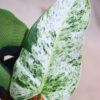 🦍-TGK-r50404-🦍/ Philodendron 'Emerald Ice'/フィロデンドロン エメラルド アイス - 画像 (5)