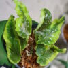 🦍 -TGK-r60402- 🦍 /Begonia 'Dainty Spray' sport variegated/ベゴニア 'デインティ・スプレー' スポーツ斑入り - 画像 (2)
