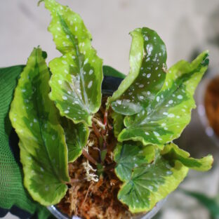🦍 -TGK-r60402- 🦍 /Begonia 'Dainty Spray' sport variegated/ベゴニア 'デインティ・スプレー' スポーツ斑入り