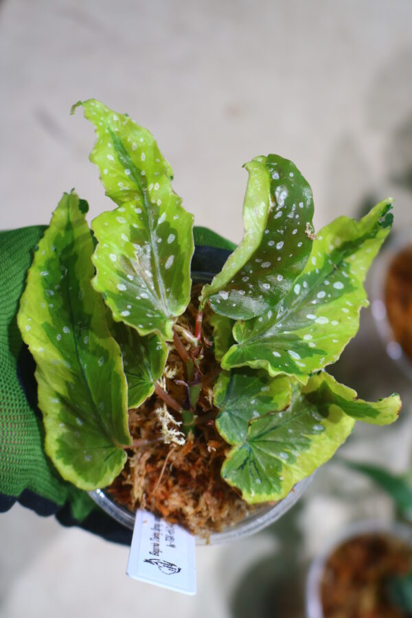 🦍 -TGK-r60402- 🦍 /Begonia 'Dainty Spray' sport variegated/ベゴニア 'デインティ・スプレー' スポーツ斑入り