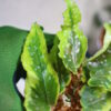 🦍 -TGK-r60402- 🦍 /Begonia 'Dainty Spray' sport variegated/ベゴニア 'デインティ・スプレー' スポーツ斑入り - 画像 (3)