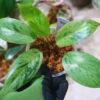 🦍 -TGK-r70626- 🦍 /フィロデンドロン レッドコンゴドワーフ 斑入り/Philodendron 'Red Congo Dwarf ' variegated - 画像 (2)