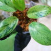 🦍 -TGK-r70626- 🦍 /フィロデンドロン レッドコンゴドワーフ 斑入り/Philodendron 'Red Congo Dwarf ' variegated - 画像 (3)