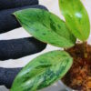 🦍 -TGK-r70626- 🦍 /フィロデンドロン レッドコンゴドワーフ 斑入り/Philodendron 'Red Congo Dwarf ' variegated - 画像 (4)