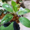 🦍 -TGK-r70626- 🦍 /フィロデンドロン レッドコンゴドワーフ 斑入り/Philodendron 'Red Congo Dwarf ' variegated - 画像 (5)