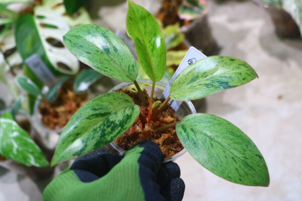 🦍 -TGK-r70626- 🦍 /フィロデンドロン レッドコンゴドワーフ 斑入り/Philodendron 'Red Congo Dwarf ' variegated