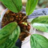 🦍 -TGK-r70626- 🦍 /フィロデンドロン レッドコンゴドワーフ 斑入り/Philodendron 'Red Congo Dwarf ' variegated - 画像 (6)