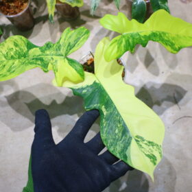 🦍-TGK-r70330-🦍/フィロデンドロン ‘キティナ’/ Philodendron 'Kitina' 〔'Florida Beauty' × P. mayoi〕