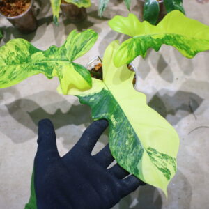 🦍-TGK-r70330-🦍/フィロデンドロン ‘キティナ’/ Philodendron 'Kitina' 〔'Florida Beauty' × P. mayoi〕