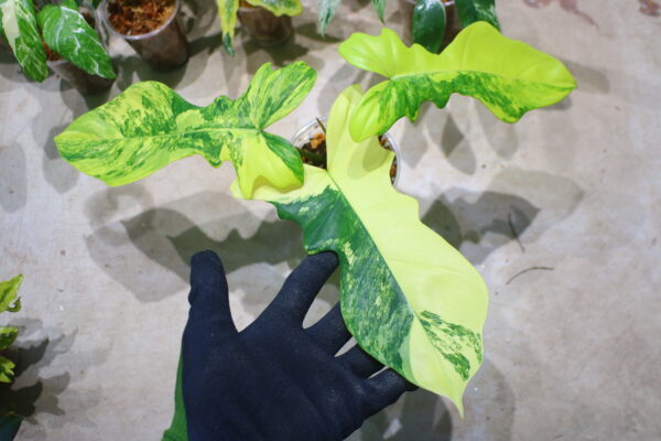 🦍-TGK-r70330-🦍/フィロデンドロン ‘キティナ’/ Philodendron 'Kitina' 〔'Florida Beauty' × P. mayoi〕