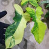 🦍-TGK-r70330-🦍/フィロデンドロン ‘キティナ’/ Philodendron 'Kitina' 〔'Florida Beauty' × P. mayoi〕 - 画像 (5)