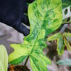 🦍-TGK-r70330-🦍/フィロデンドロン ‘キティナ’/ Philodendron 'Kitina' 〔'Florida Beauty' × P. mayoi〕 - 画像 (6)