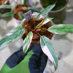 🦍 -TGK-r60402- 🦍 / Philodendron ‘Pink Princess’ mutation /フィロデンドロン ピンクプリンセス ミューテーション