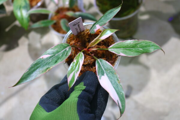 🦍 -TGK-r60402- 🦍 / Philodendron ‘Pink Princess’ mutation /フィロデンドロン ピンクプリンセス ミューテーション