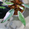 🦍 -TGK-r60402- 🦍 / Philodendron ‘Pink Princess’ mutation /フィロデンドロン ピンクプリンセス ミューテーション - 画像 (4)