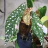 🦍-TGK-r70626-🦍/Begonia maculata variegated/ベゴニア　マクラータ 斑入り - 画像 (2)